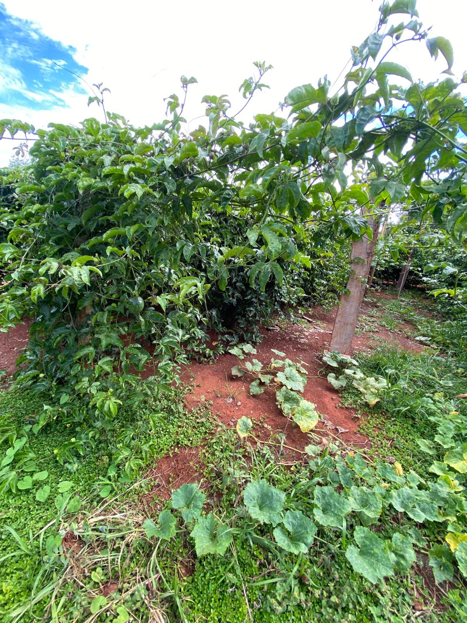 Chácara com Piscina Aquecida à Venda Próximo a Rio Verde GO